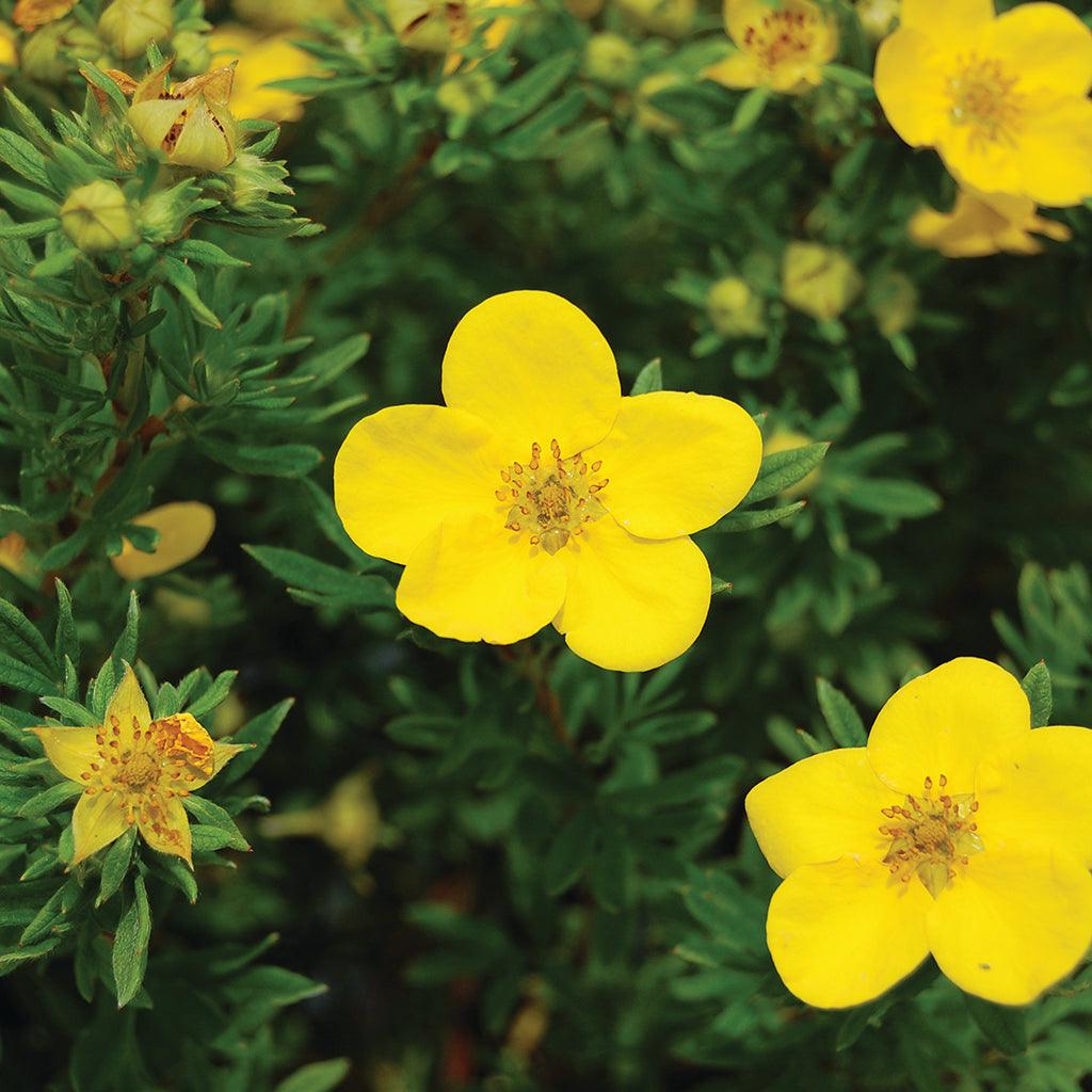 Goldfinger Bush Potentilla  # 2 Container
