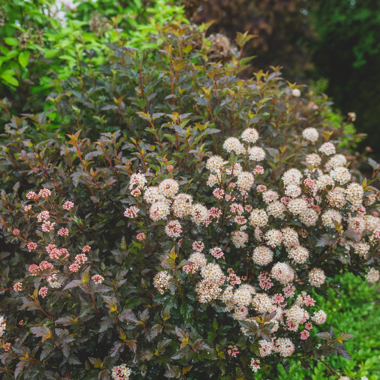 Diabolo® Common Ninebark