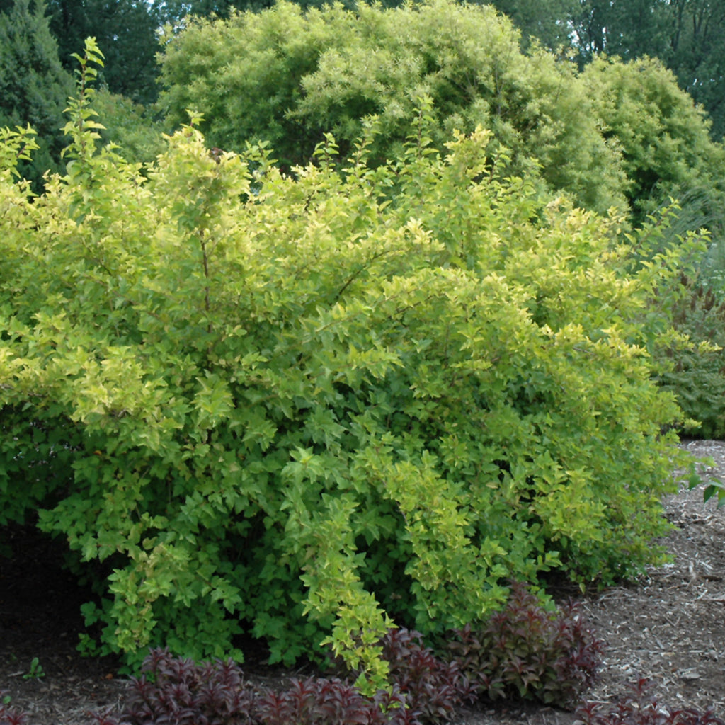 Lemon Candy Common Ninebark