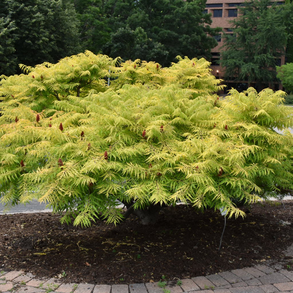 Tiger Eyes® Cutleaf Staghorn Sumac Fe®