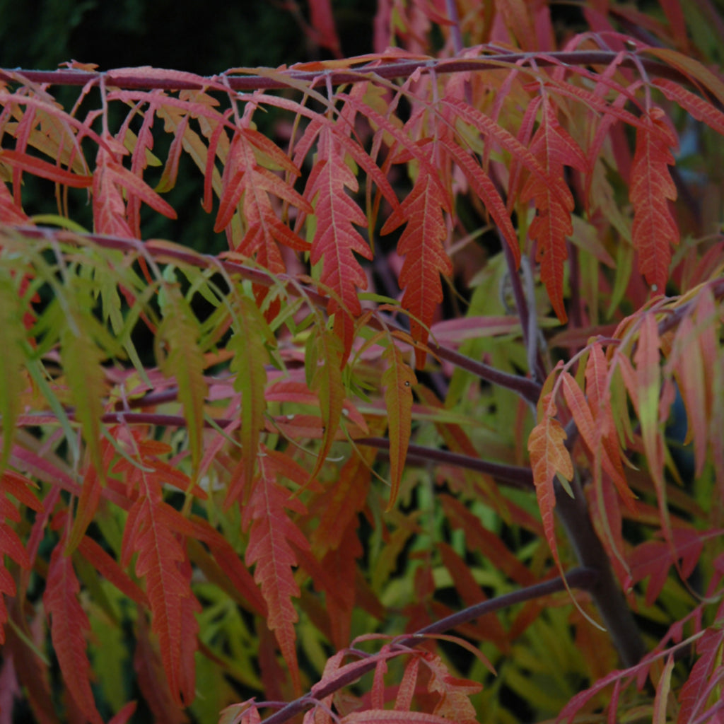 sansevieria tiger eyes Tiger Eyes® Cutleaf Staghorn Sumac Fe®