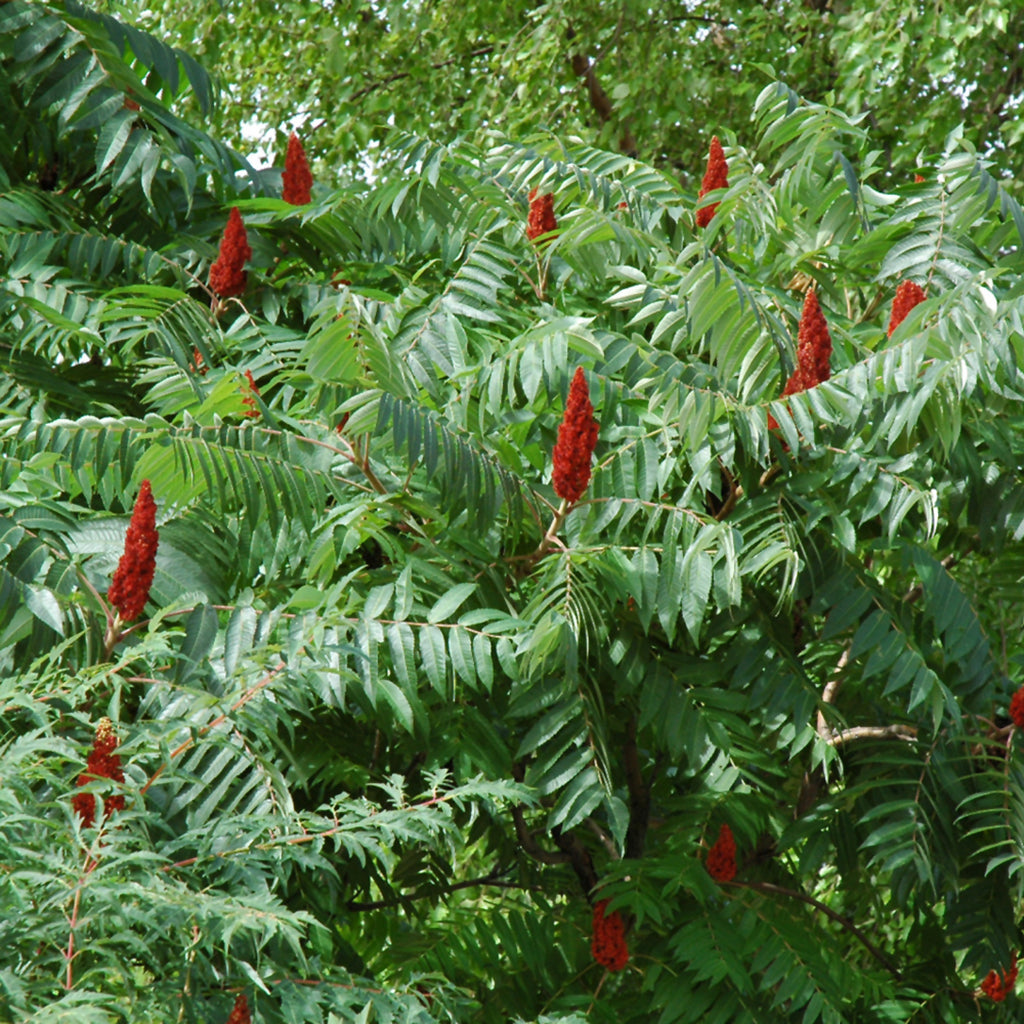 Staghorn Sumac