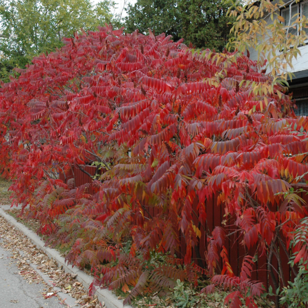Staghorn Sumac