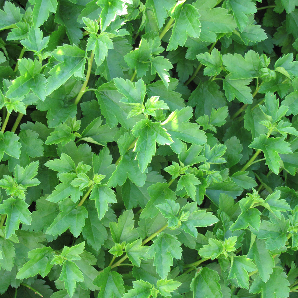 Compact Alpine Currant Alpine Currant - Sheridan Nurseries
