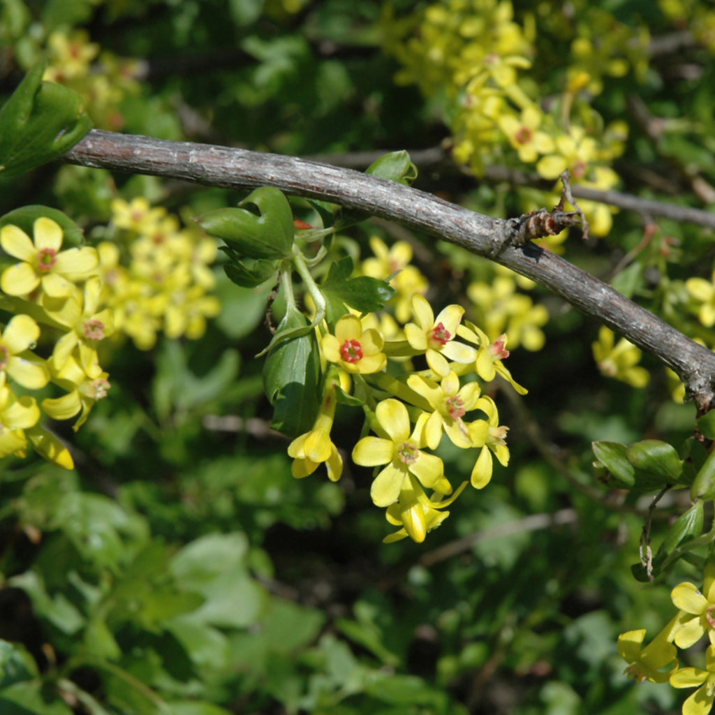 Golden Currant