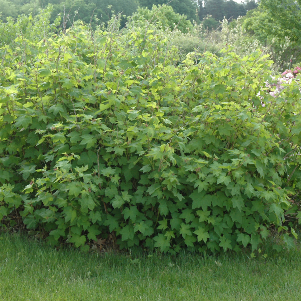 Flowering Raspberry