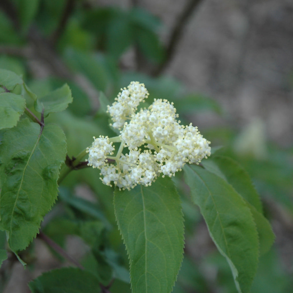 American Elderberry