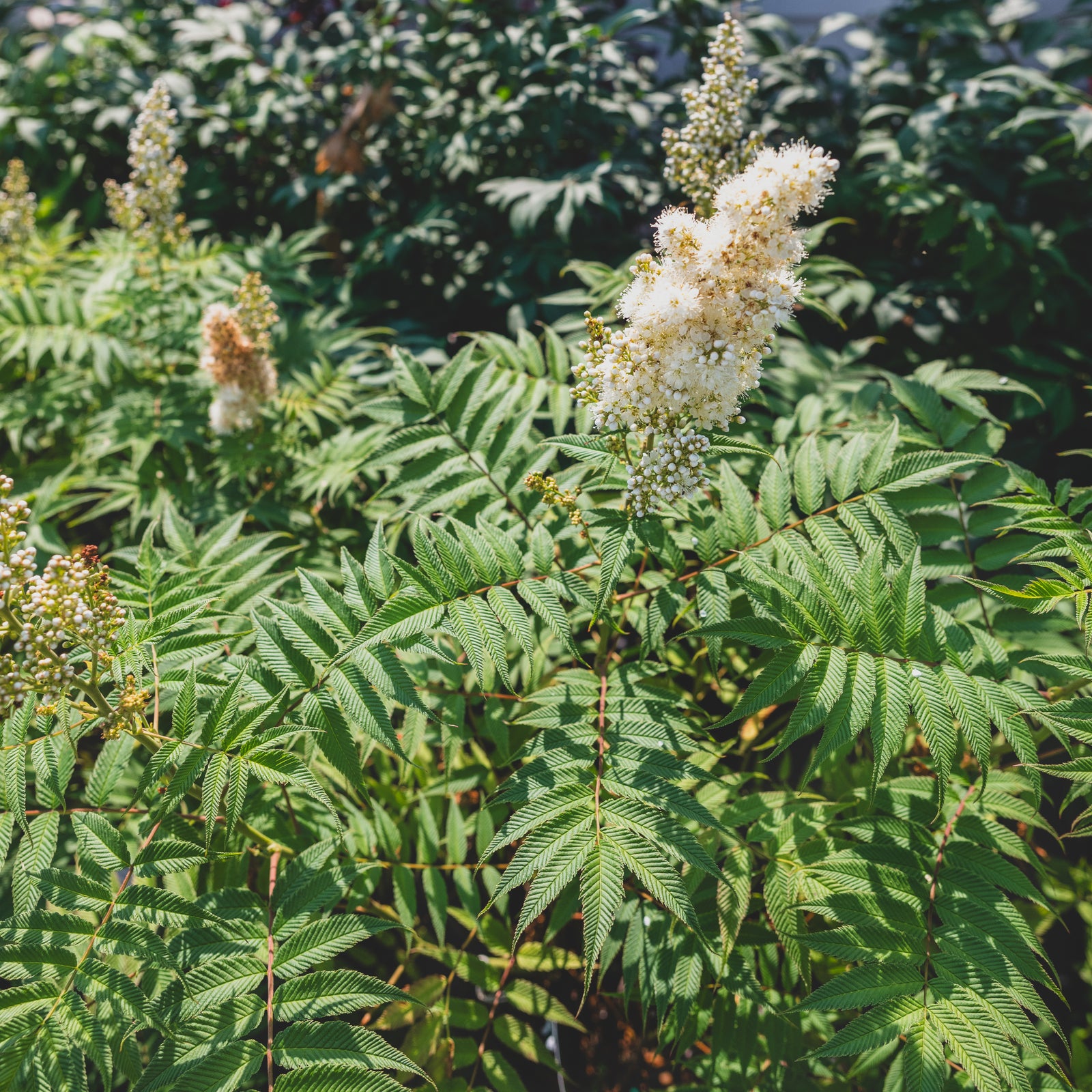 False Spirea