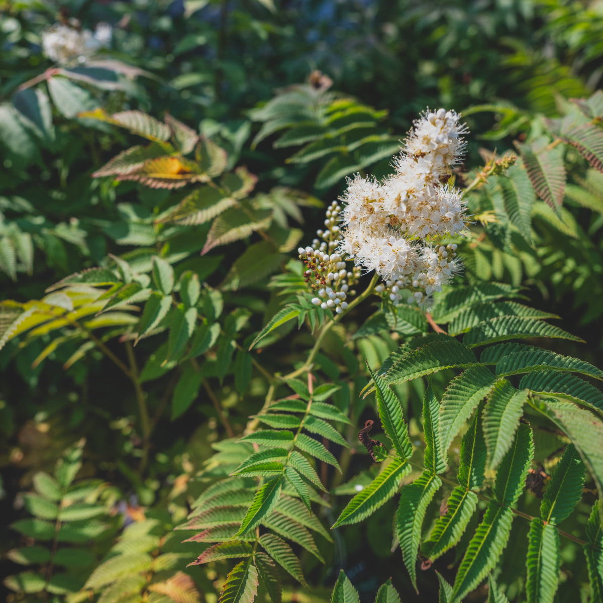 False Spirea