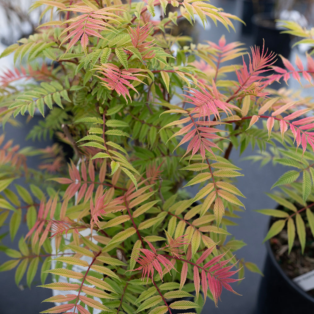 Sem False Spirea