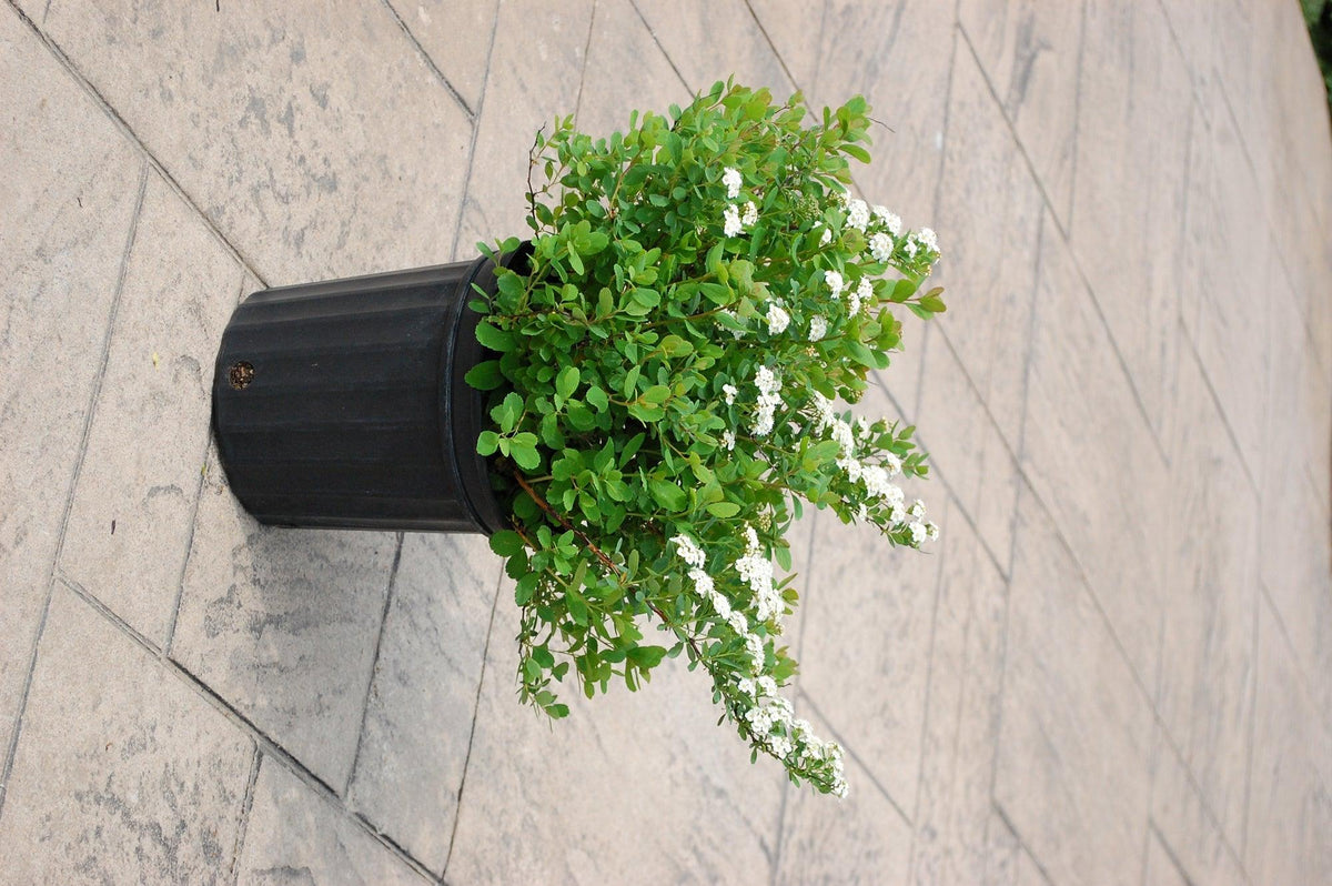 Tor Birchleaf Spirea