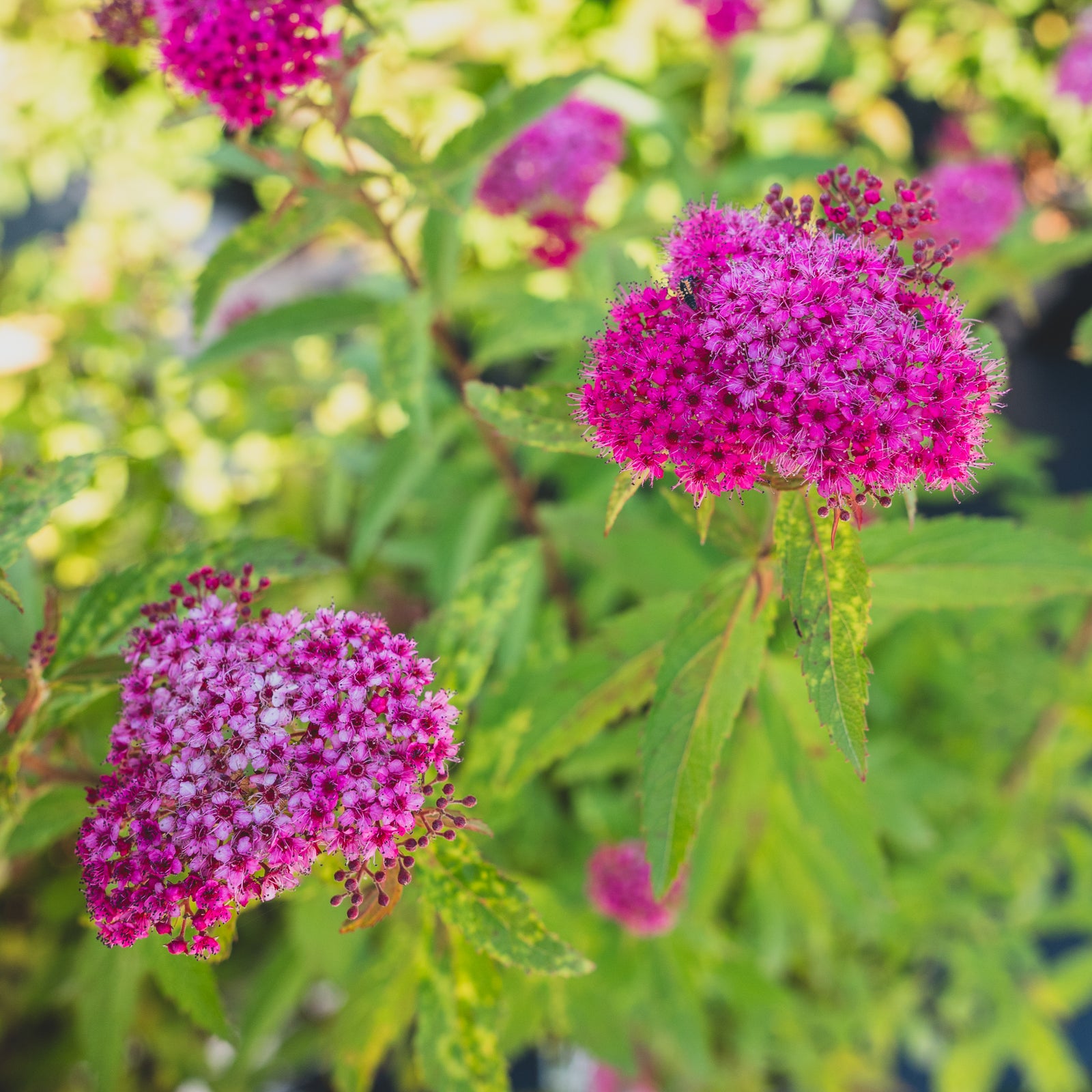 Neon Flash Japanese Spirea  # 3 Container