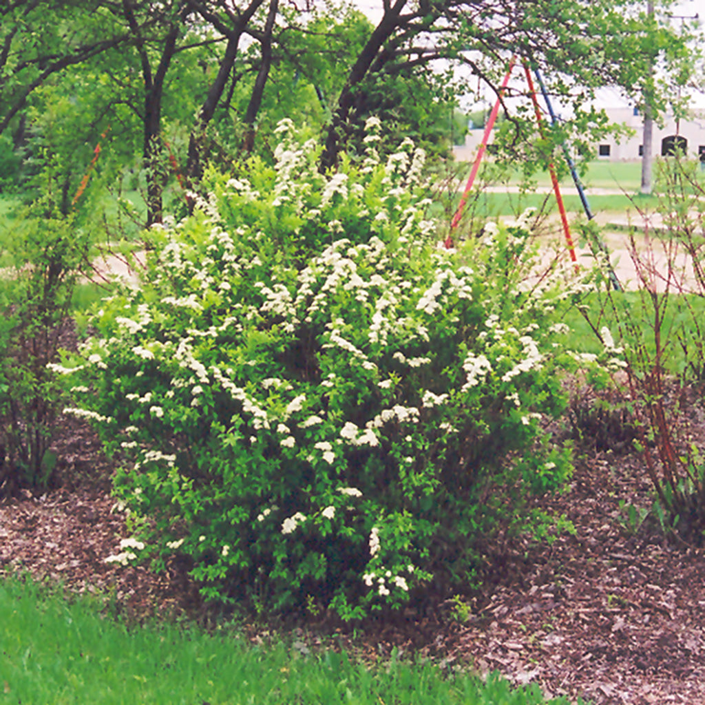 Snowmound Nippon Spirea