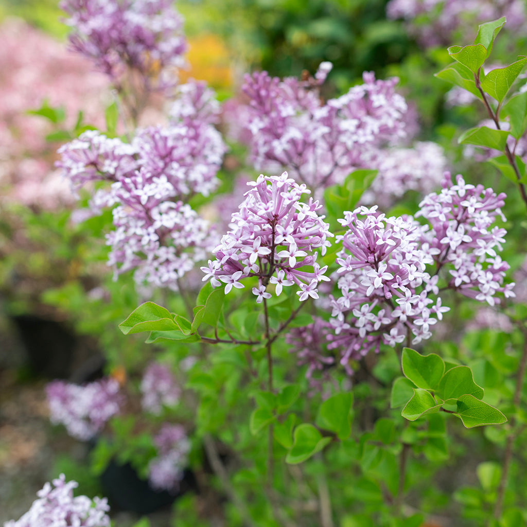 Dwarf Korean Lilac
