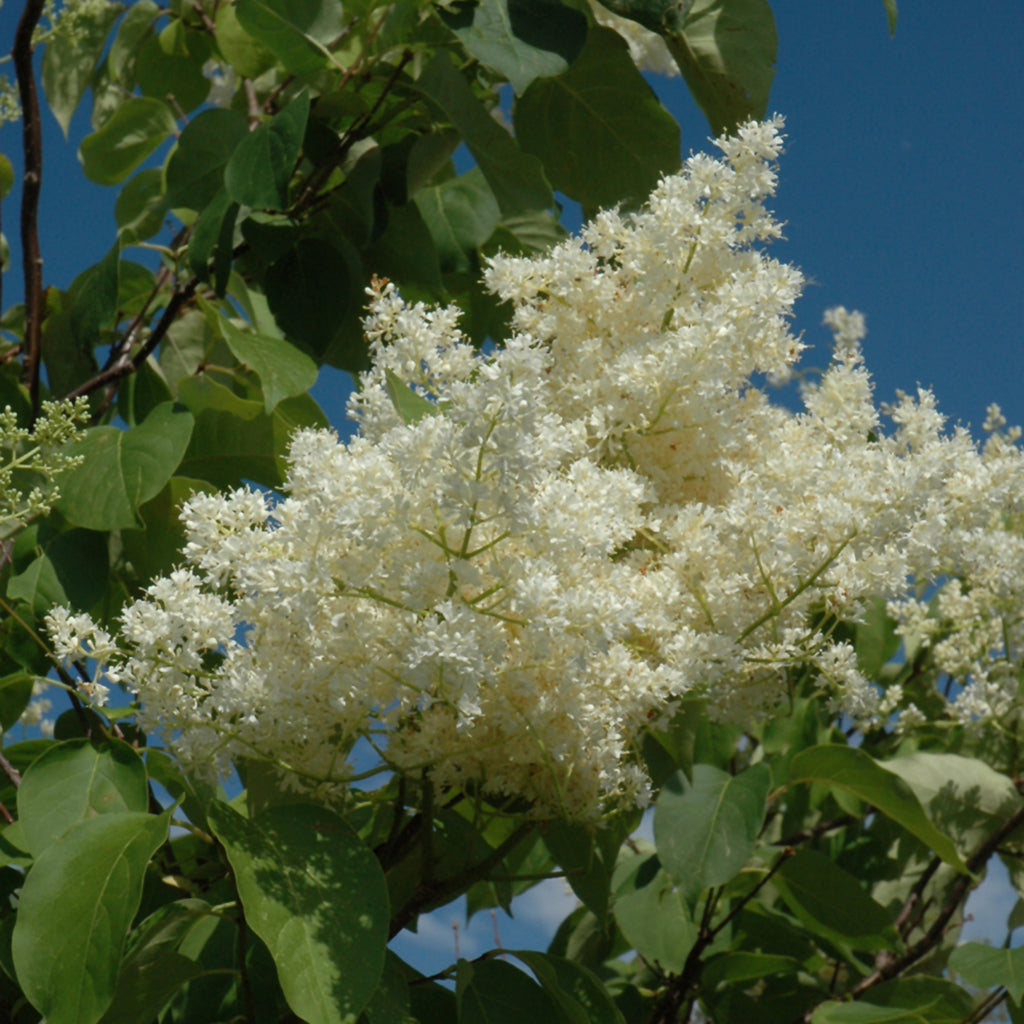 Ivory Silk® Japanese Tree Lilac (Shrub)