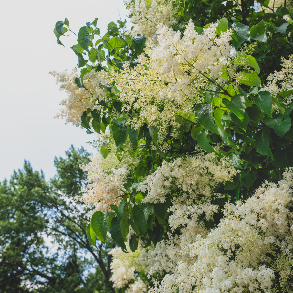 Ivory Silk® Japanese Tree Lilac