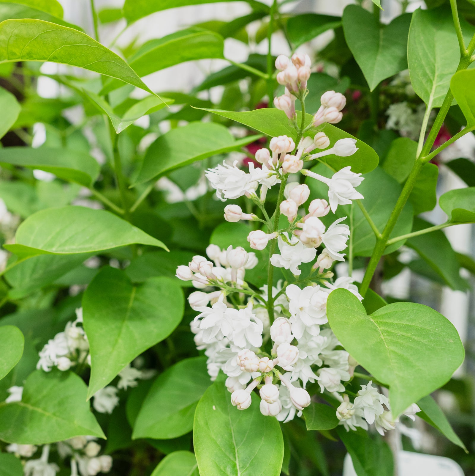 Beauty of Moscow Common Lilac  # 3 Container