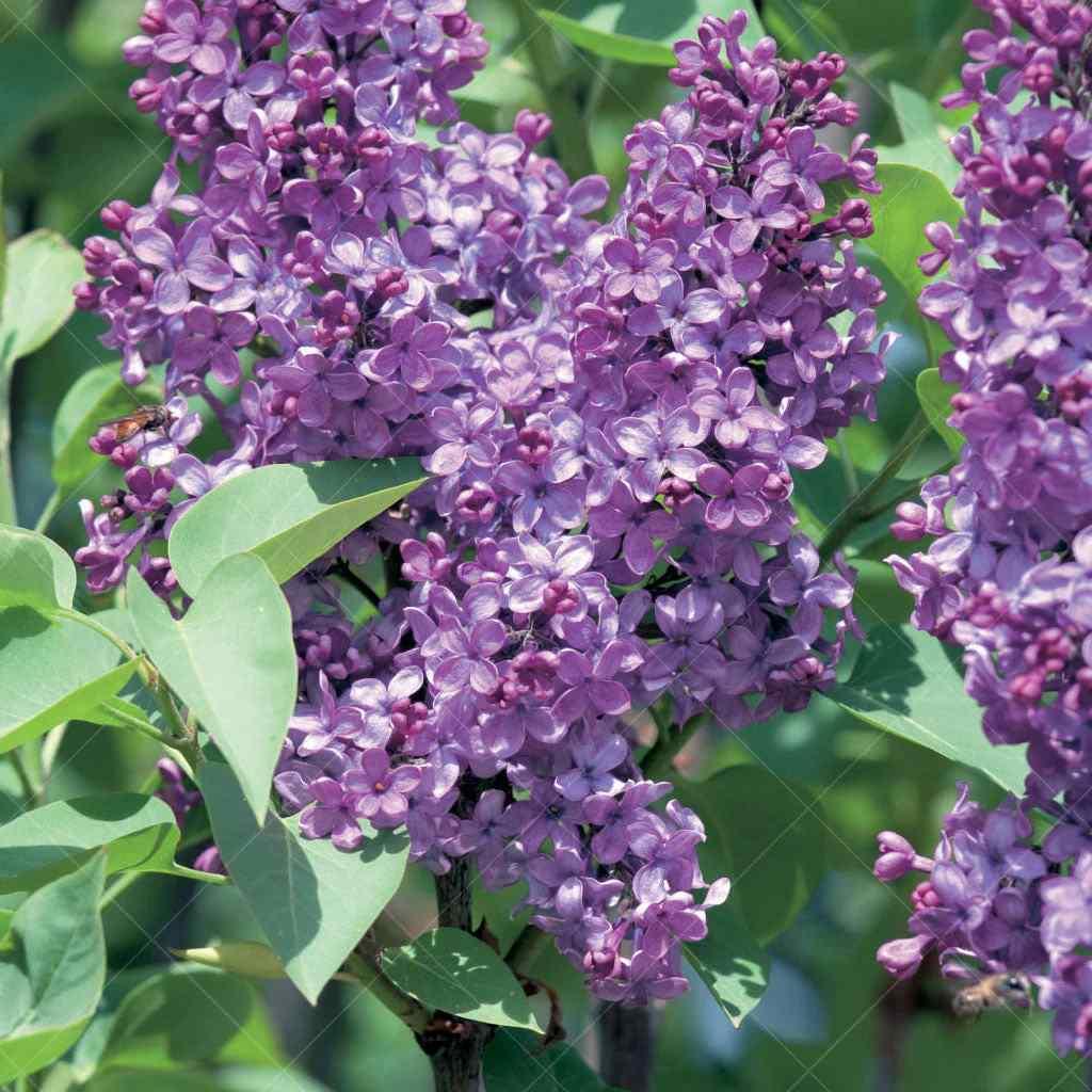 Ludwig Spaeth Common Lilac Shrub