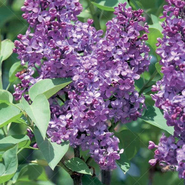 Ludwig Spaeth Common Lilac Shrub - Sheridan Nurseries Online