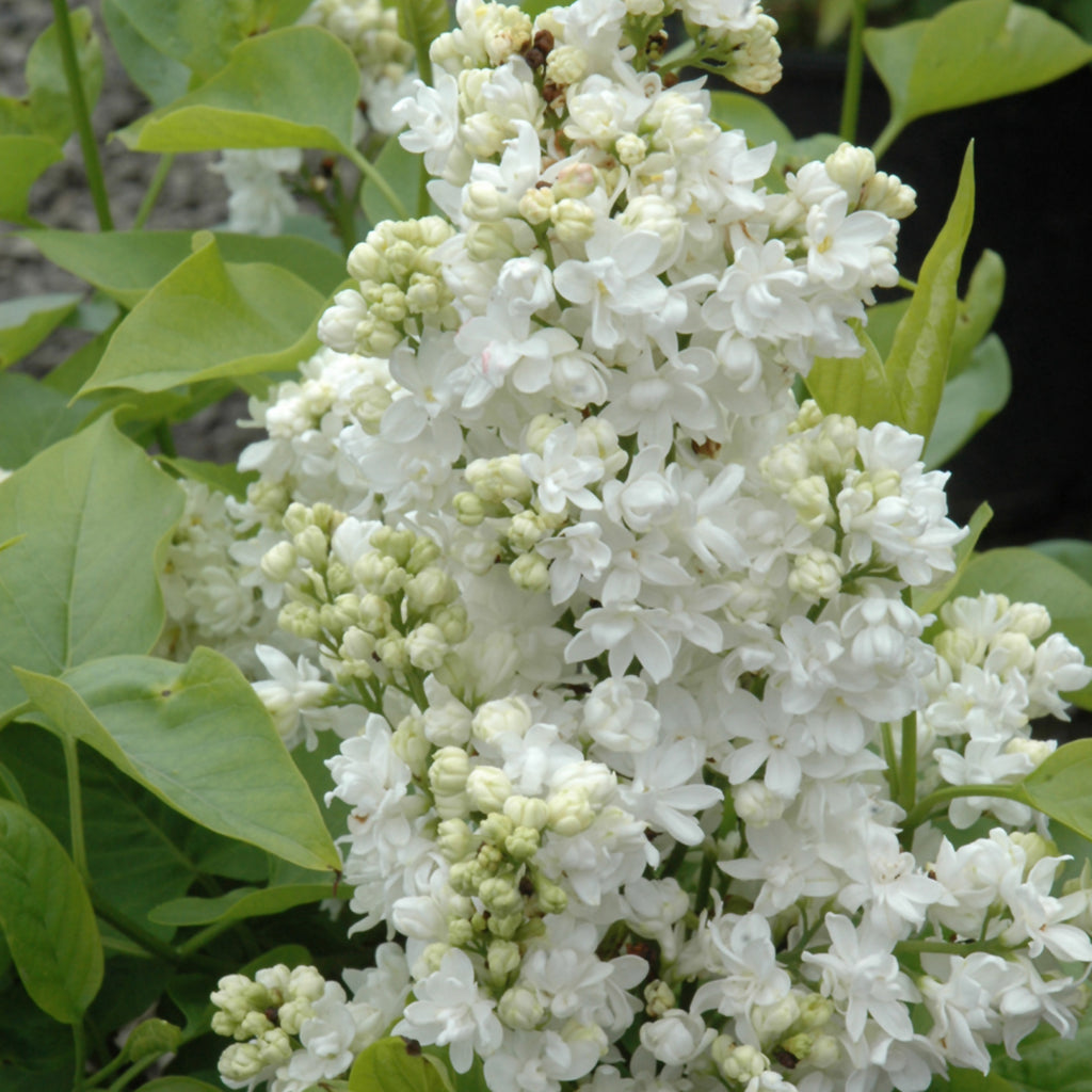 Mme. Lemoine Common Lilac