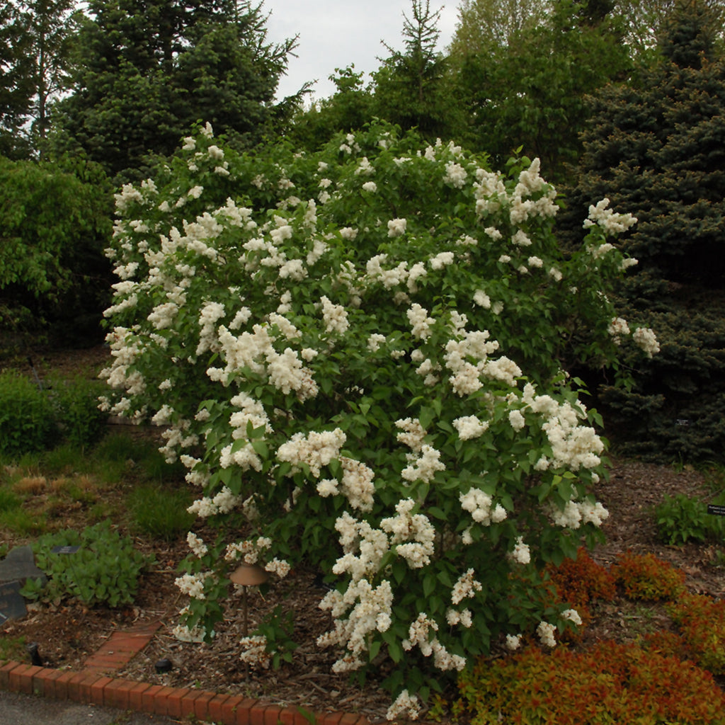 Mme. Lemoine Common Lilac