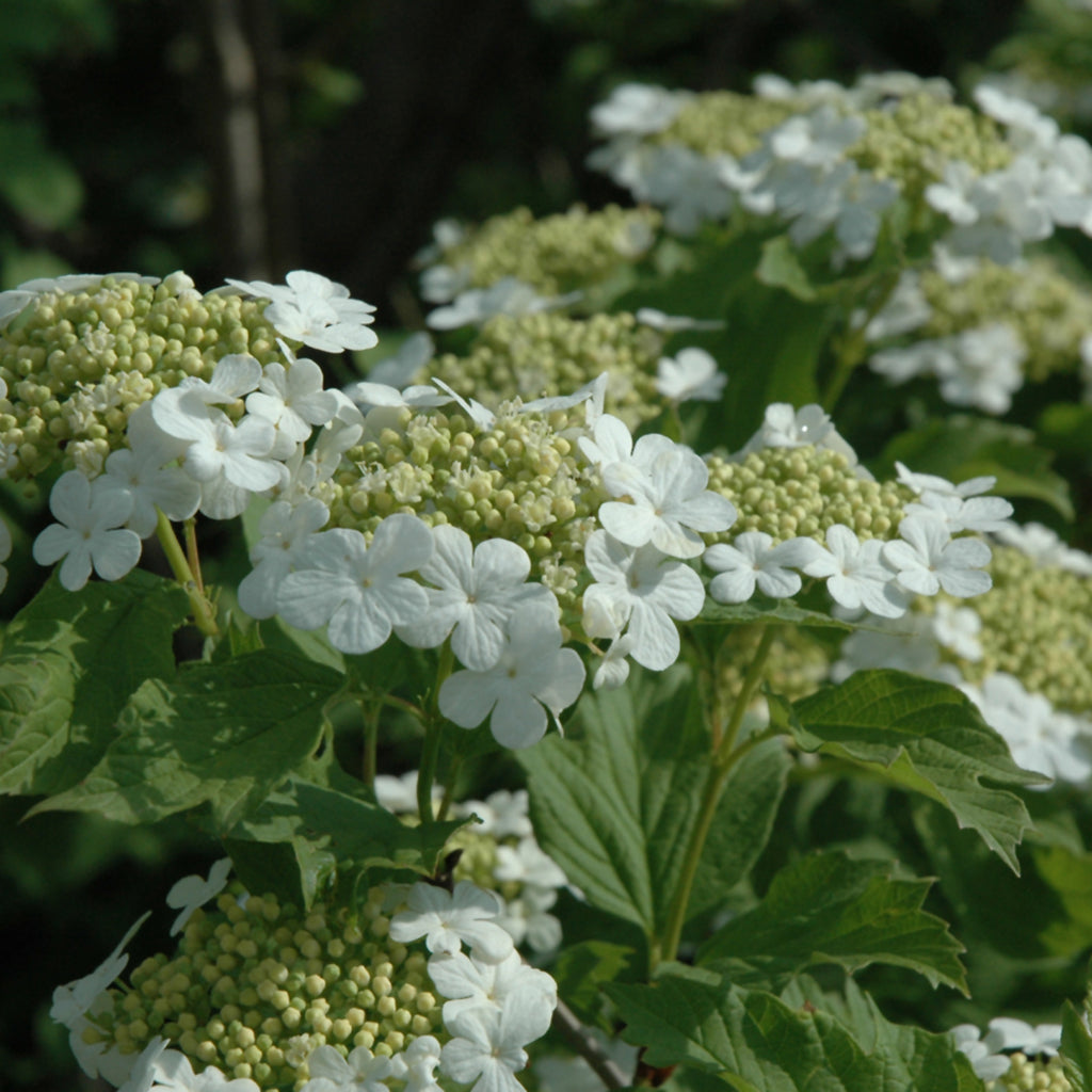 European Snowball European Cranberrybush Viburnum