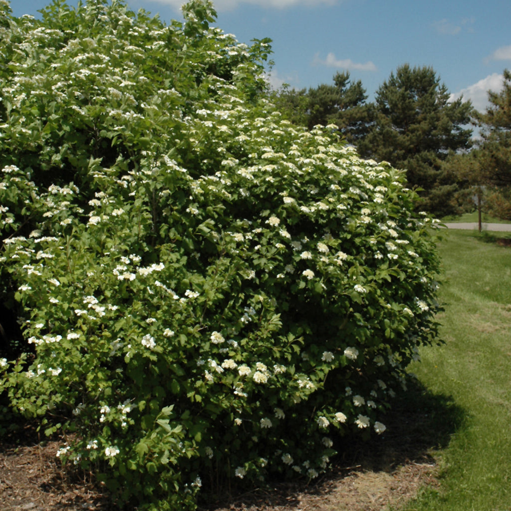 European Snowball European Cranberrybush Viburnum