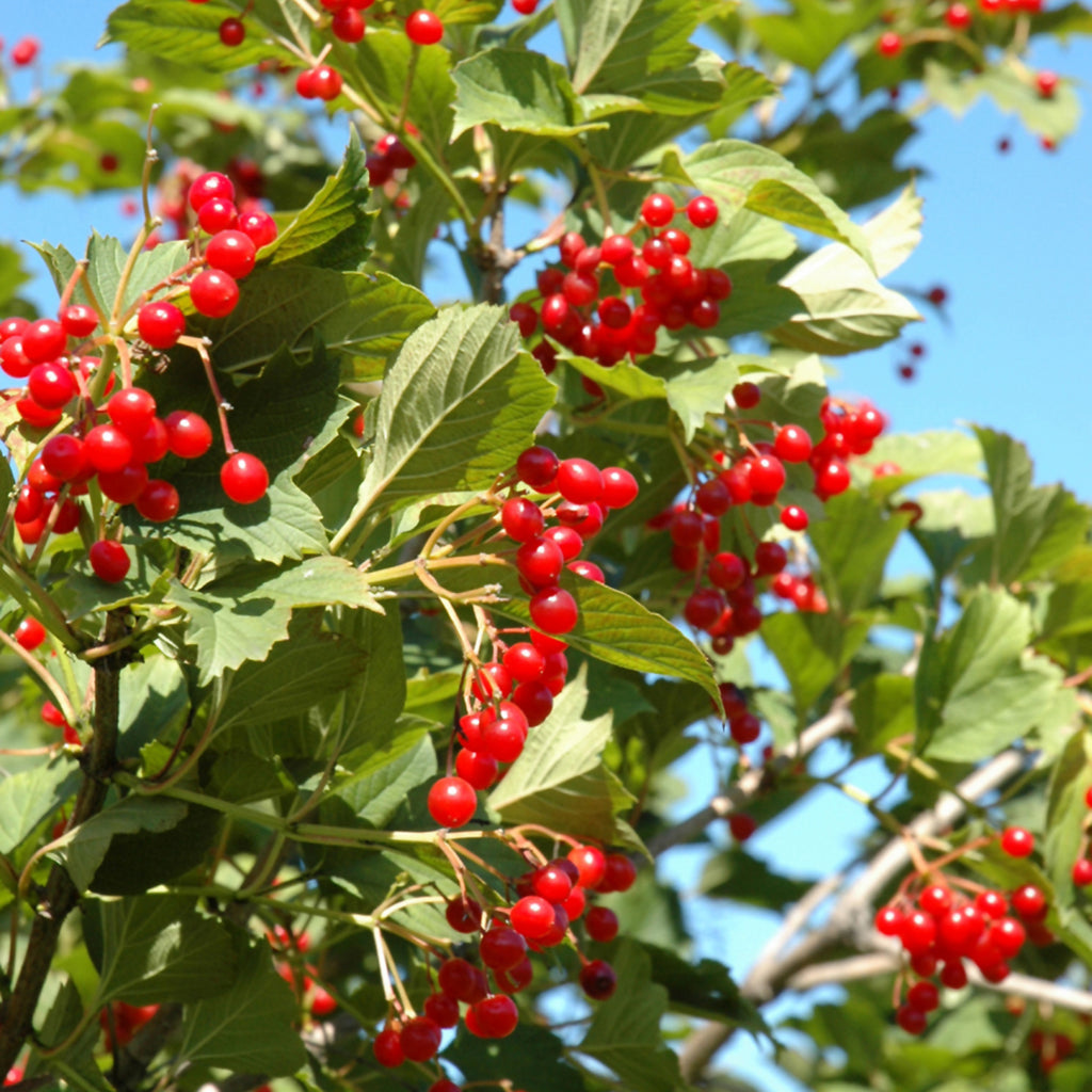 European Snowball European Cranberrybush Viburnum