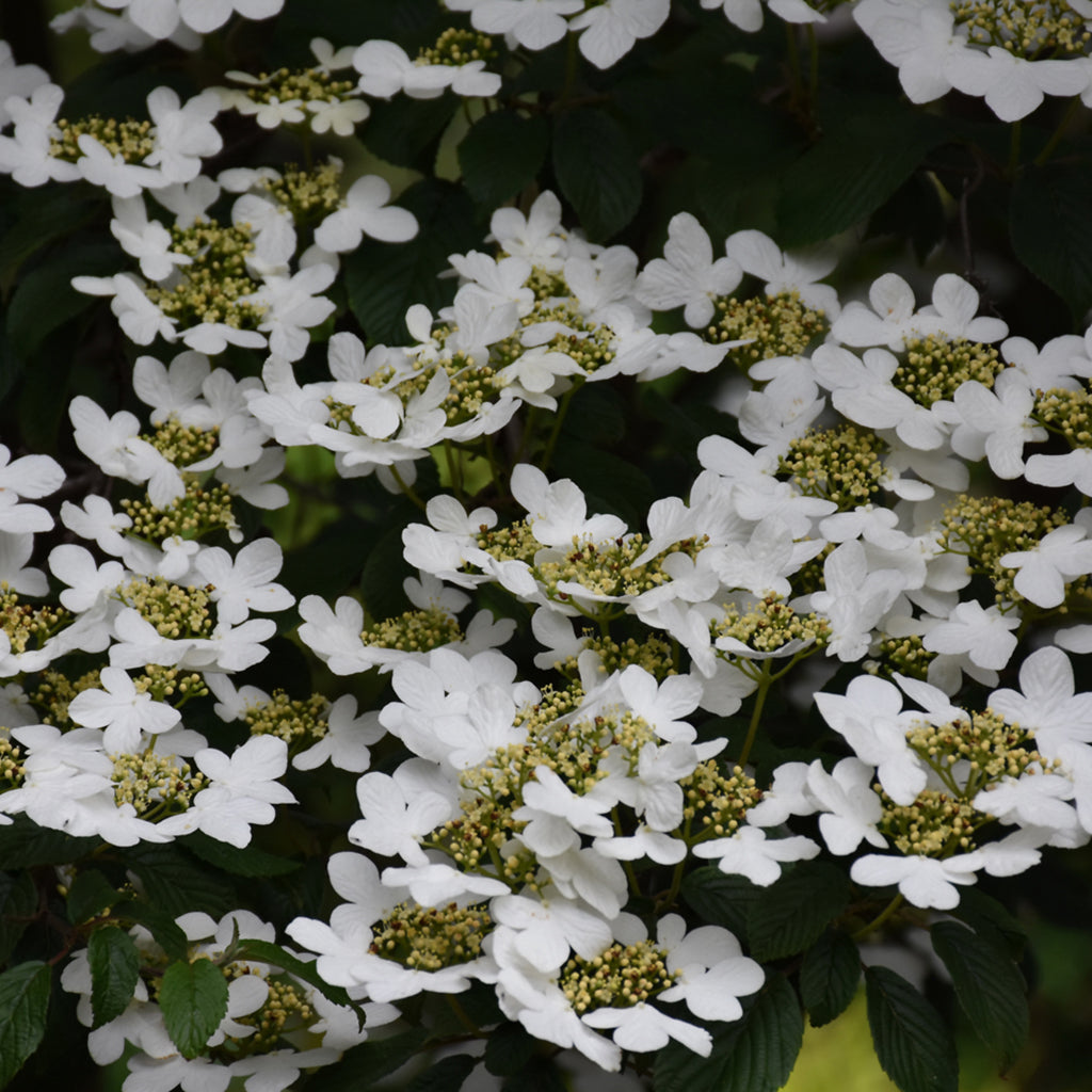Summer Snowflake Doublefile Viburnum