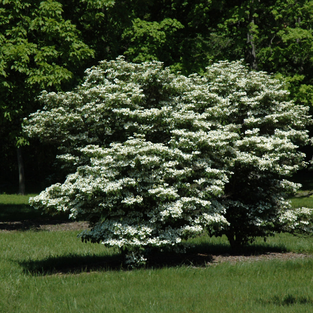 Summer Snowflake Doublefile Viburnum