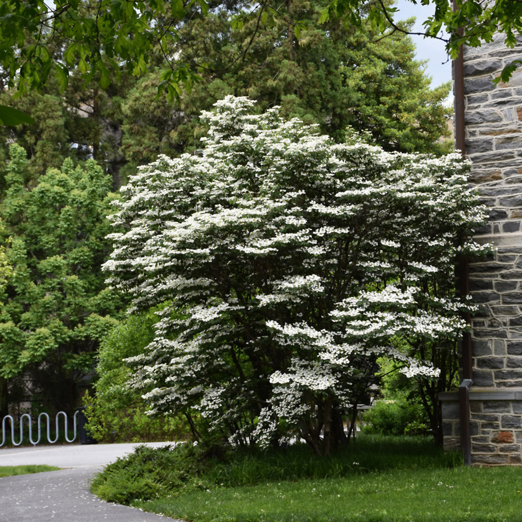 Summer Snowflake Doublefile Viburnum