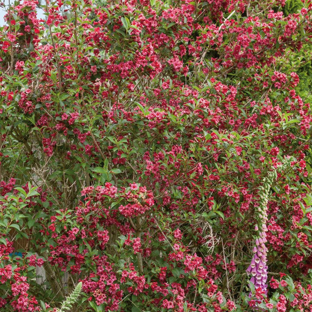 Bristol Ruby Old Fashioned Weigela