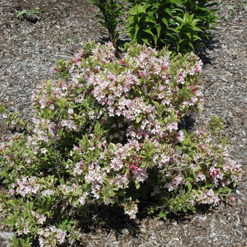 Rainbow Sensation® Old Fashioned Weigela Fe®