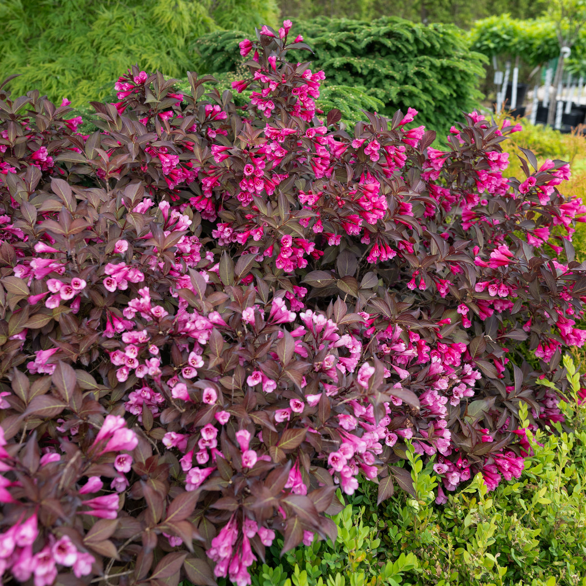 Wine &amp; Roses® Weigela Pw®