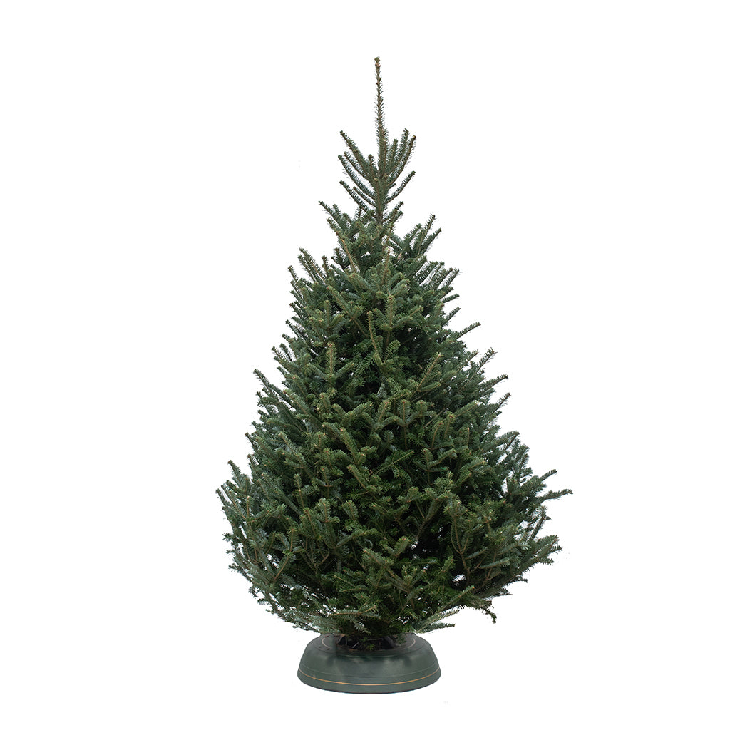 TORONTO Fraser Fir Premium Fresh Cut Christmas Tree