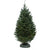 TORONTO Balsam Fir Premium Fresh Cut Christmas Tree
