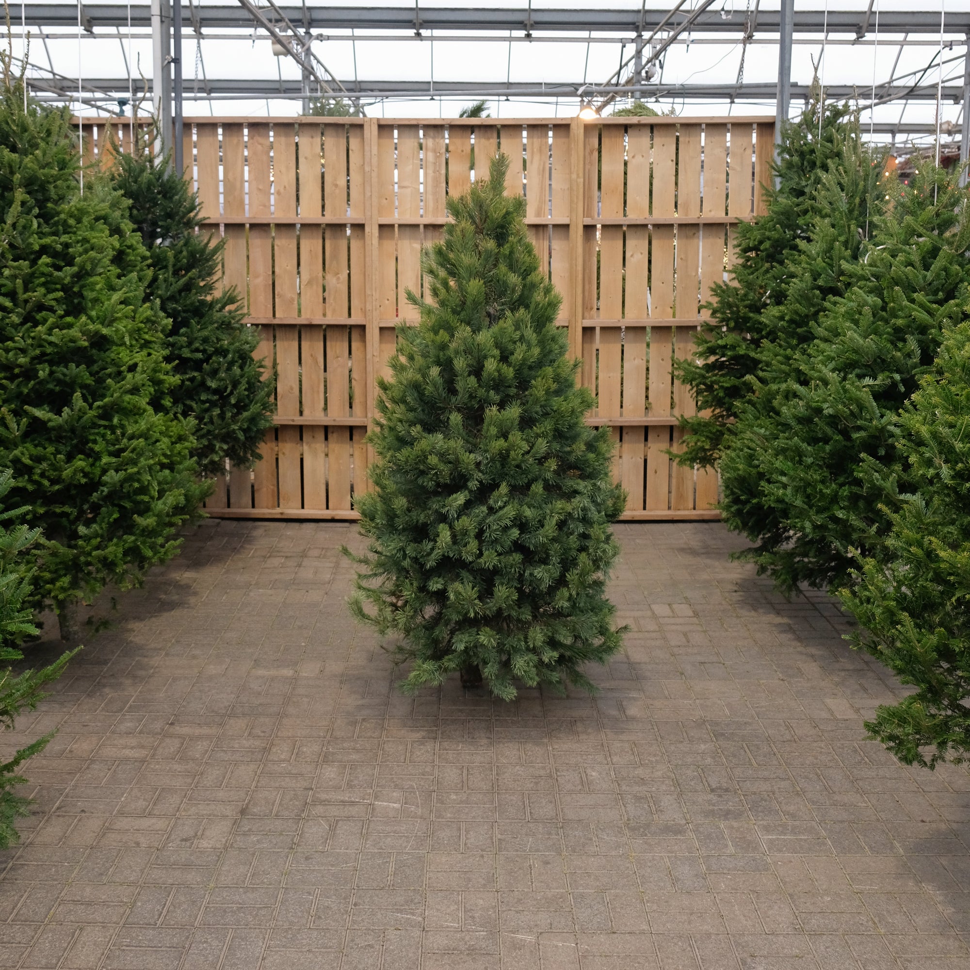 Scots Pine Fresh Cut Christmas Tree