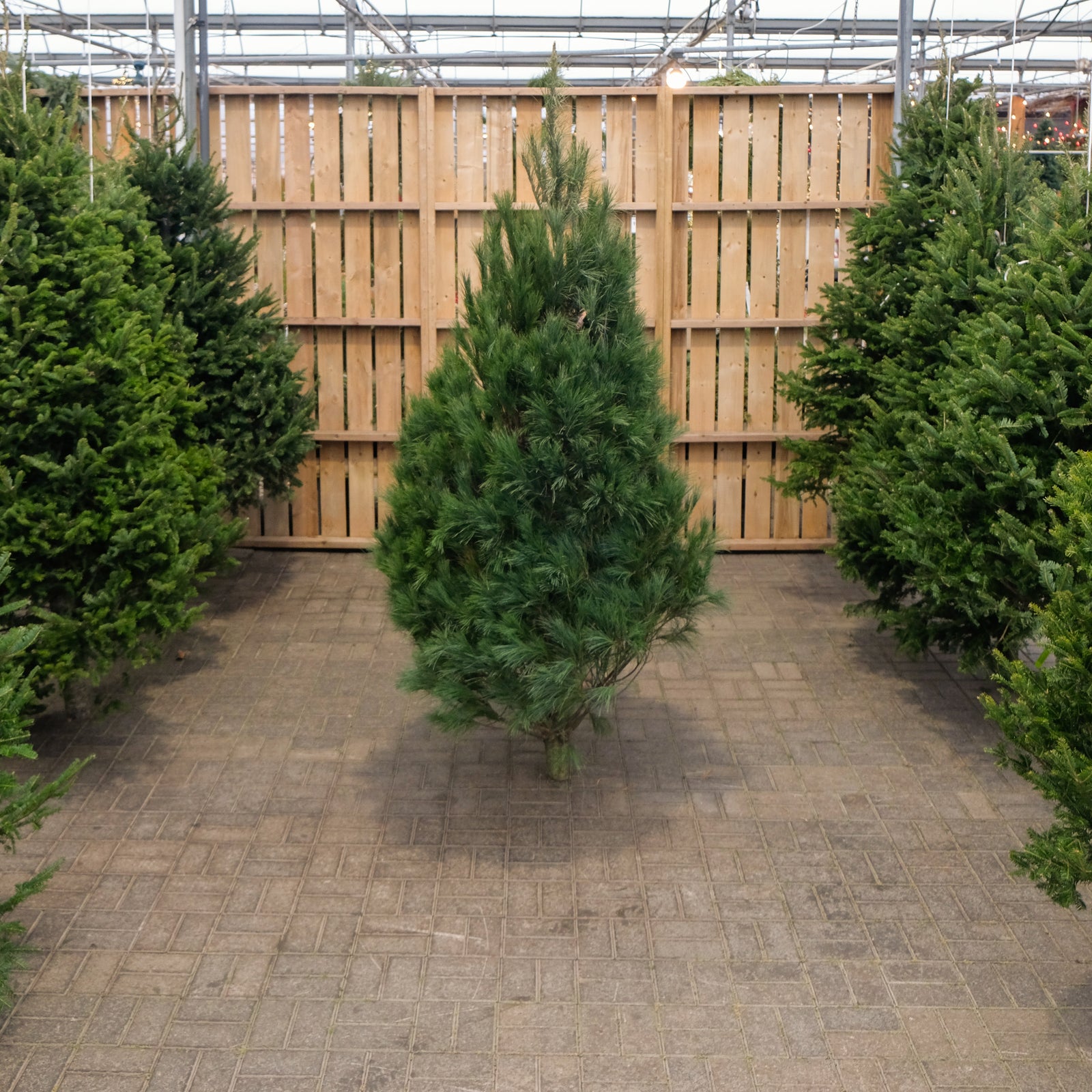 White Pine Fresh Cut Christmas Tree
