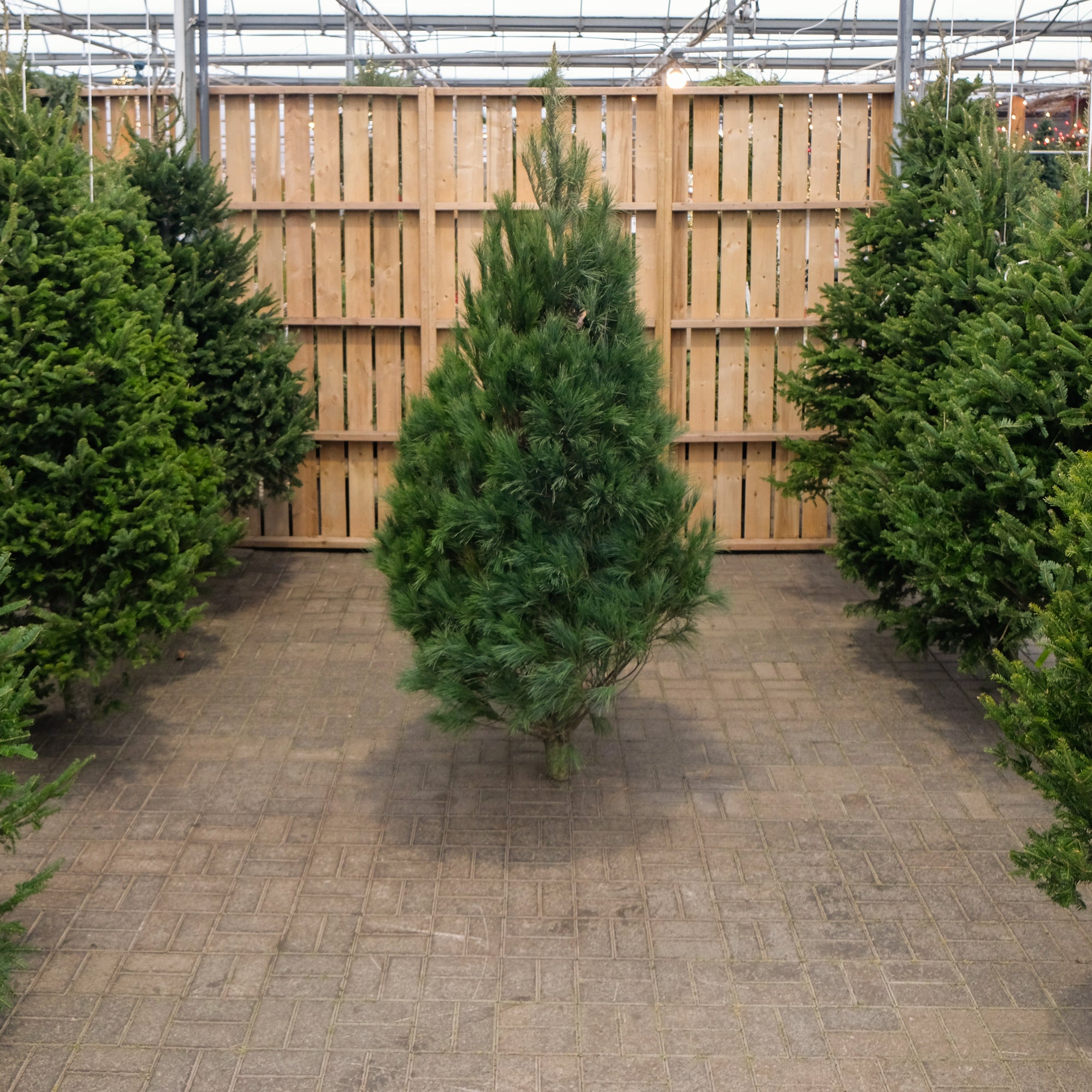 White Pine Fresh Cut Christmas Tree