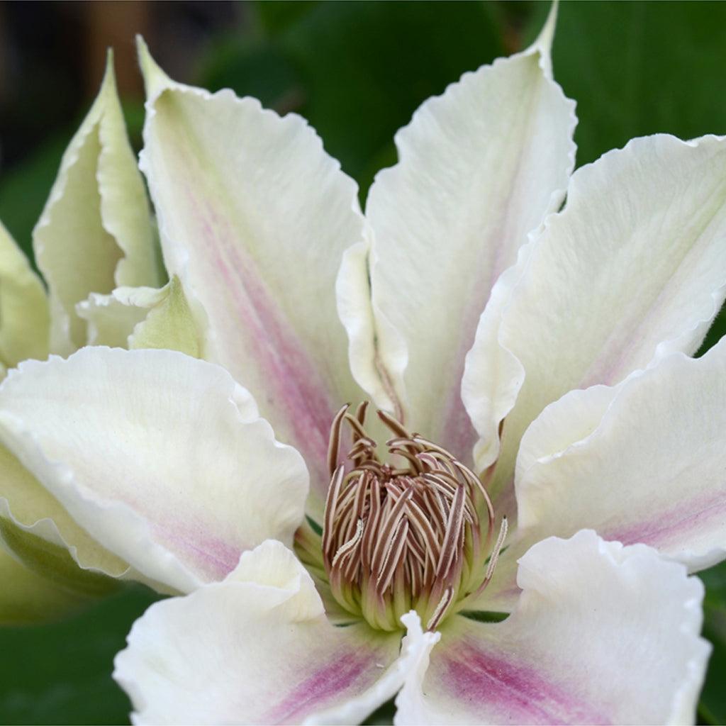 Corinne™ Clematis RE