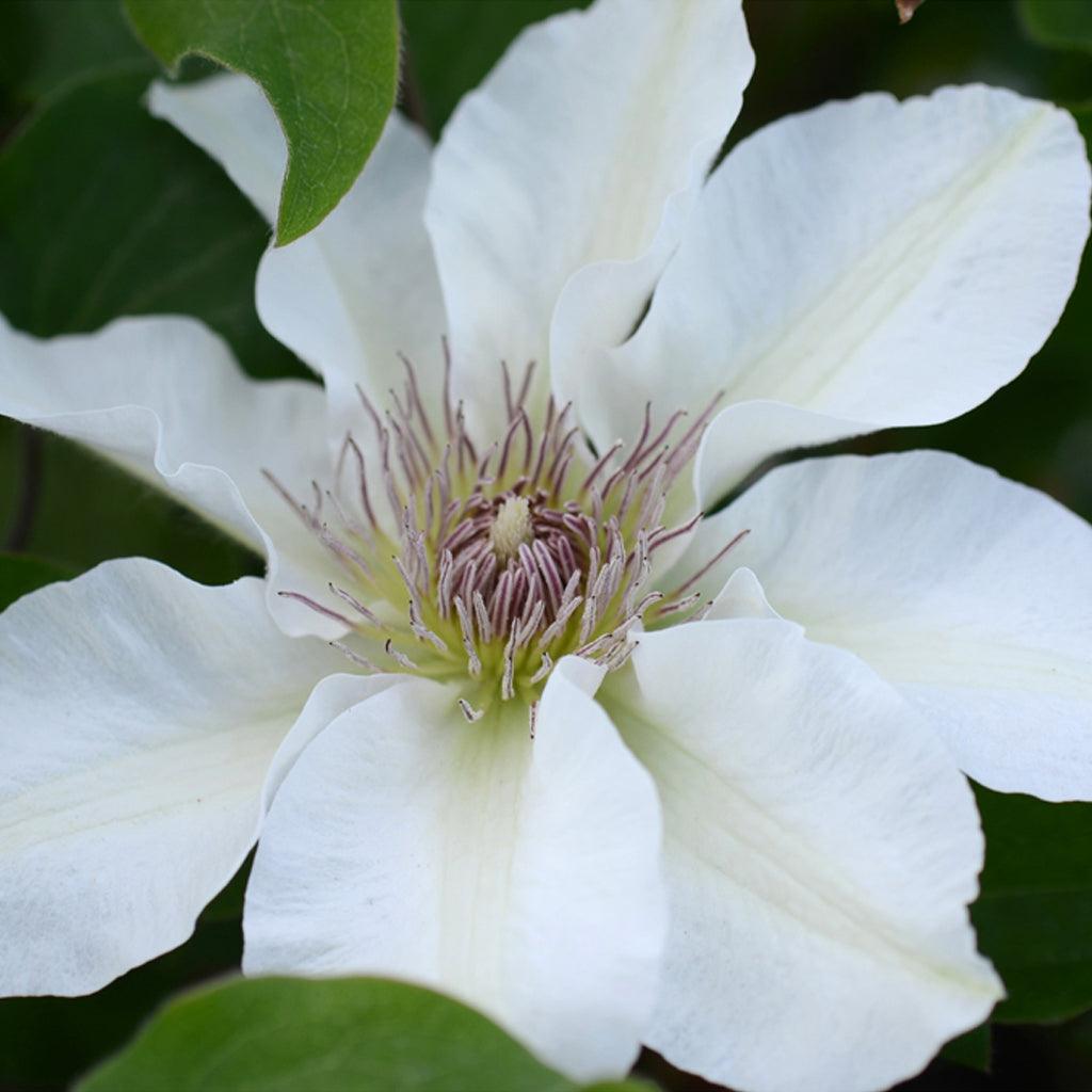 Kitty Clematis RE