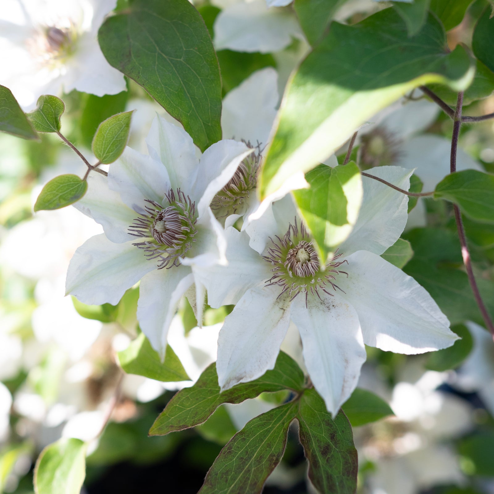 Kitty Clematis RE