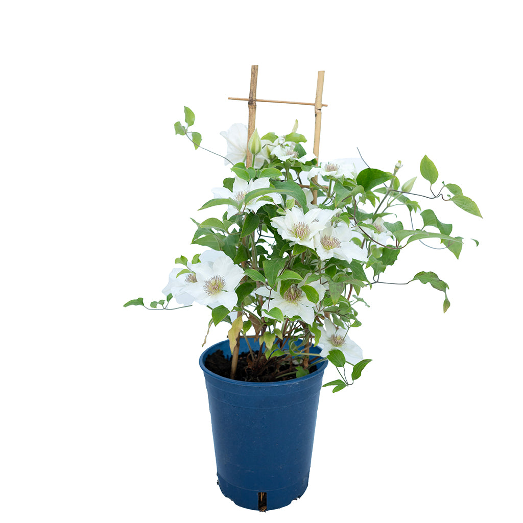Kitty Clematis RE