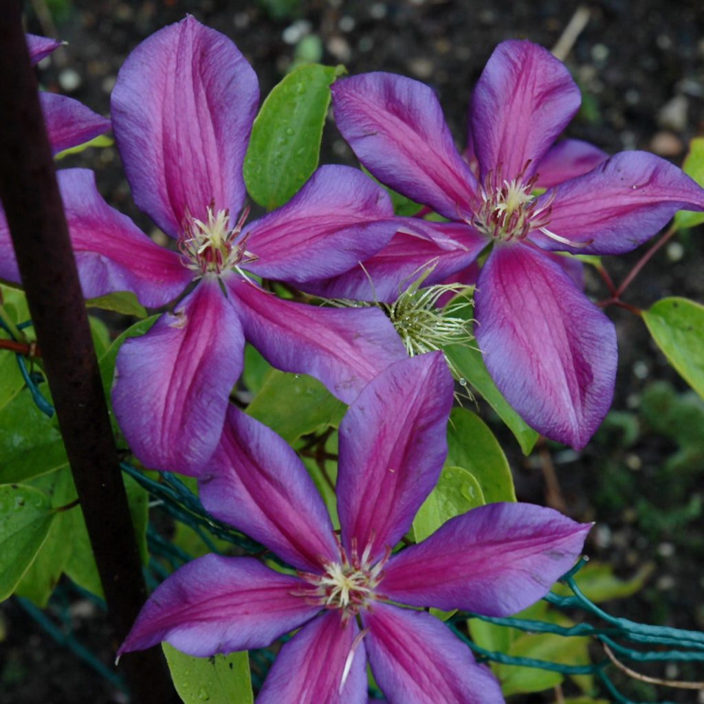 Mrs. N Thompson Clematis