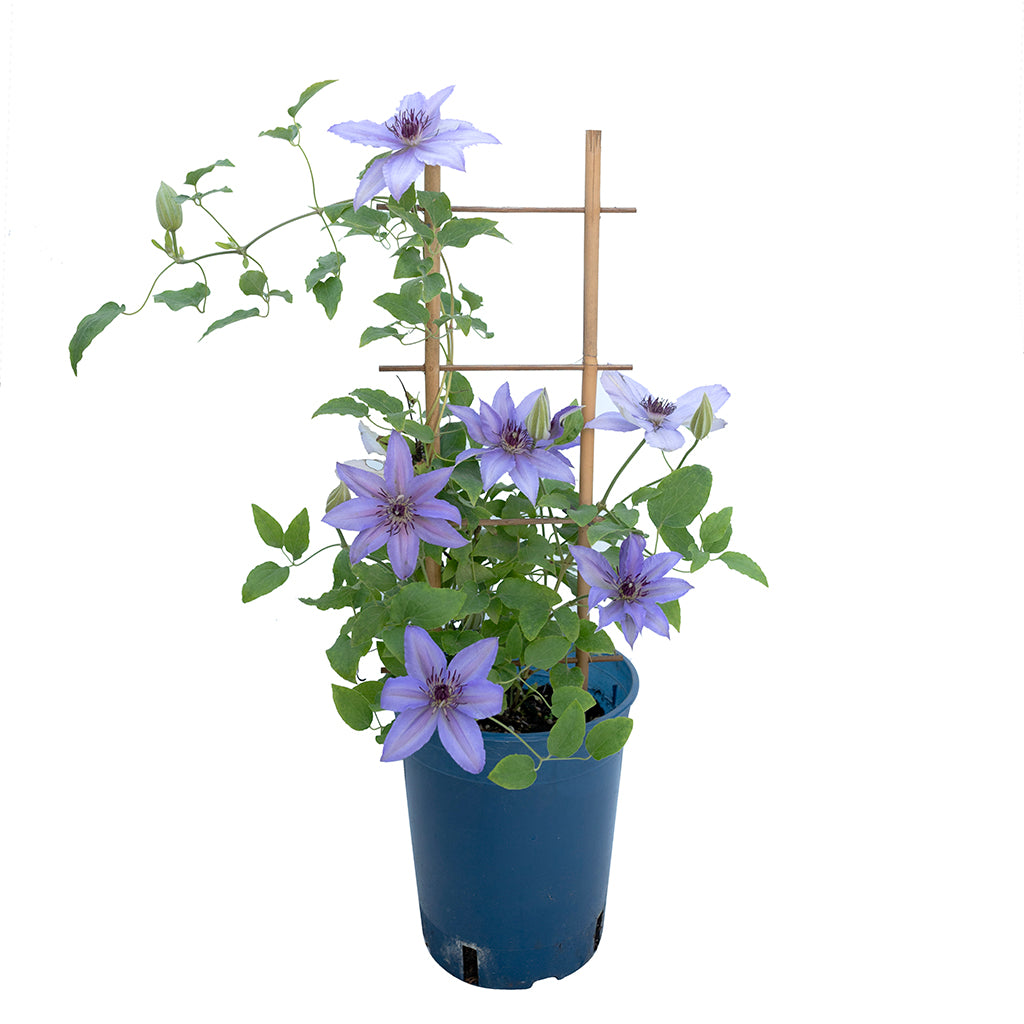 Parisienne™ Clematis