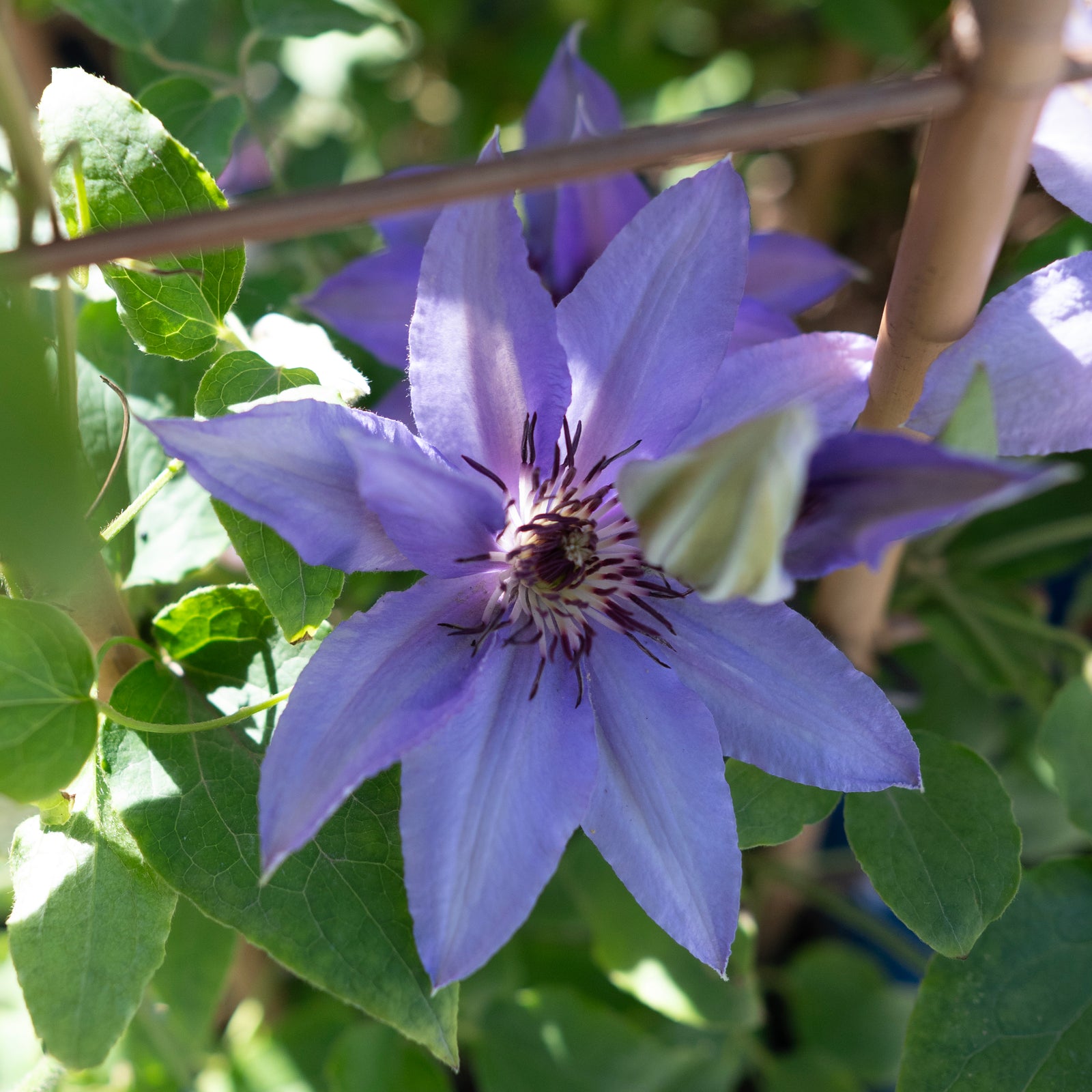Parisienne™ Clematis