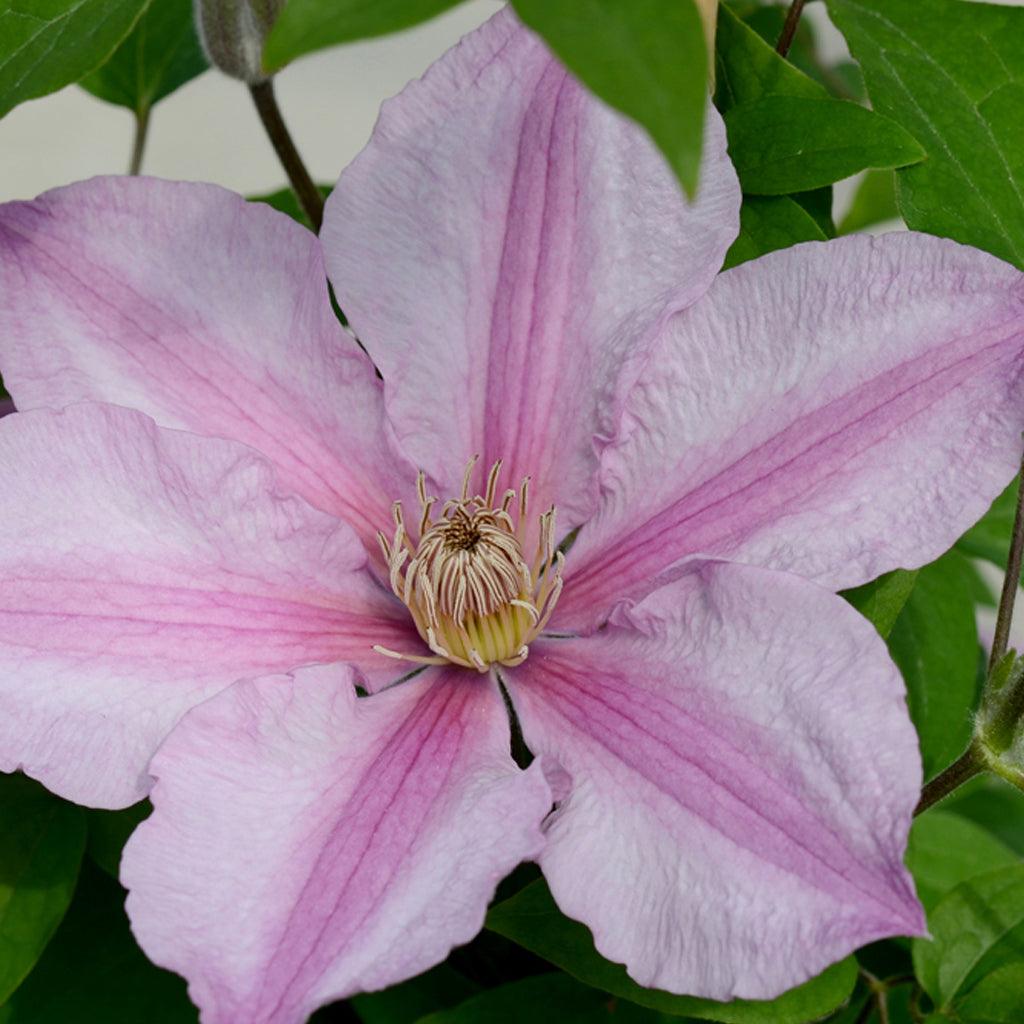 Sally Clematis