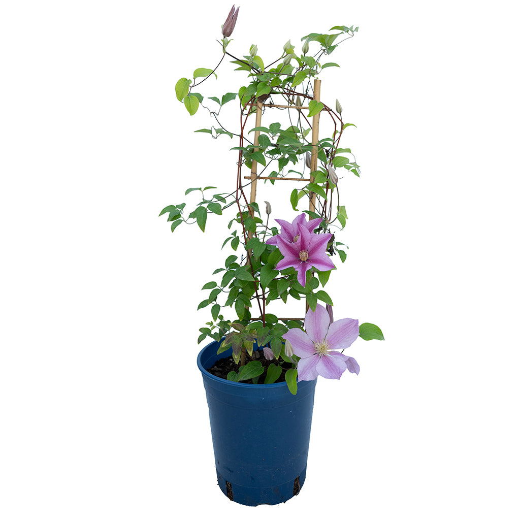Sally Clematis