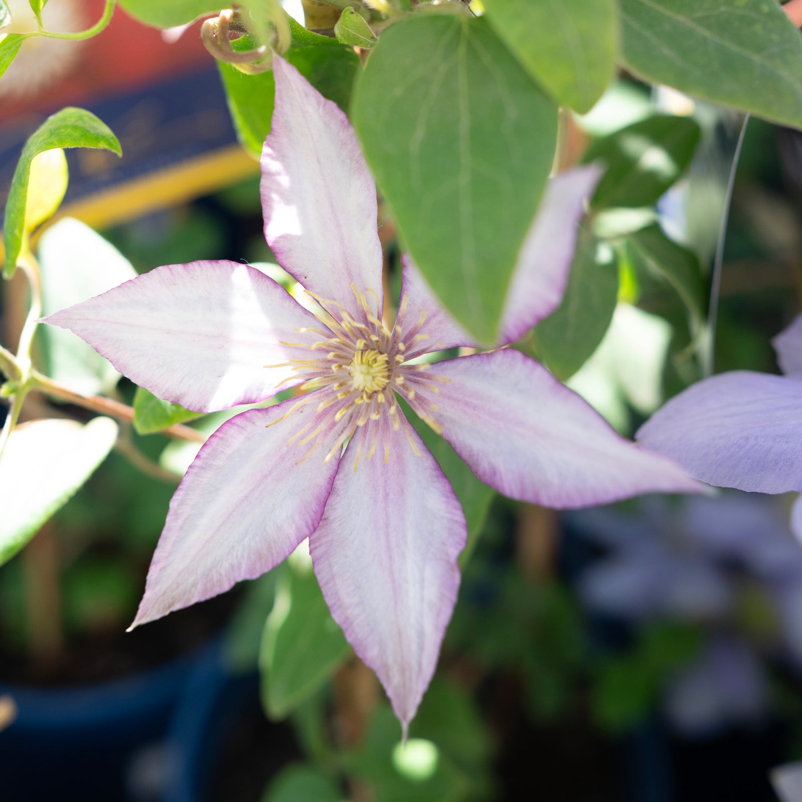 Samaritan Jo™ Clematis RE