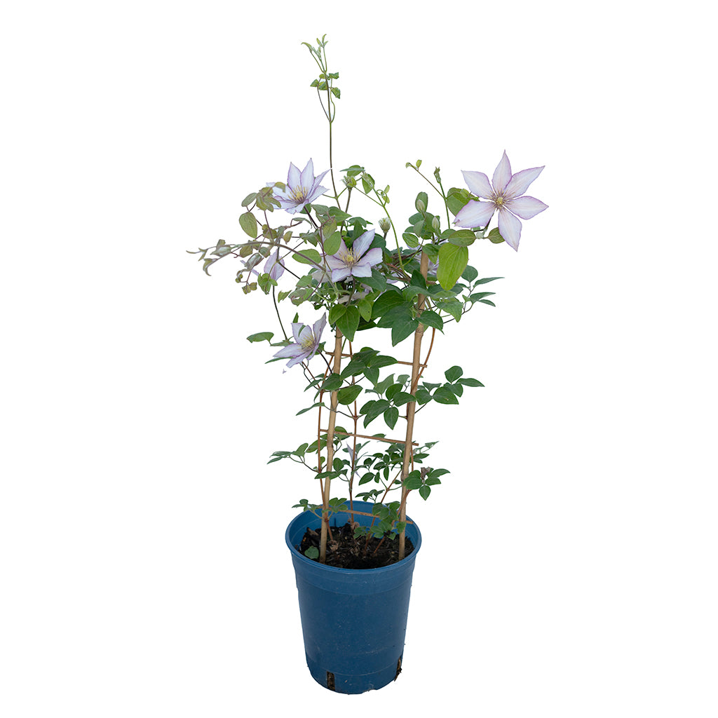 Samaritan Jo™ Clematis RE